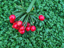 2026 Jardin Botanique de Meise